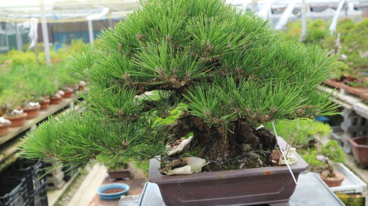 History and types of bonsai